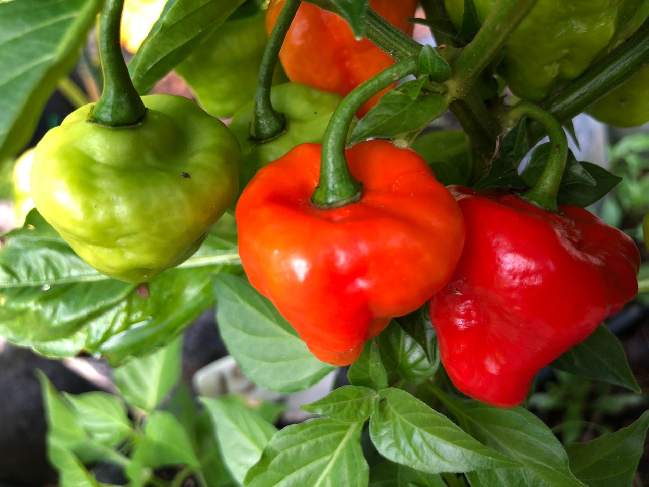 Aji - Pepper Seeds Combo Pack (7 Varieties) - Seeds