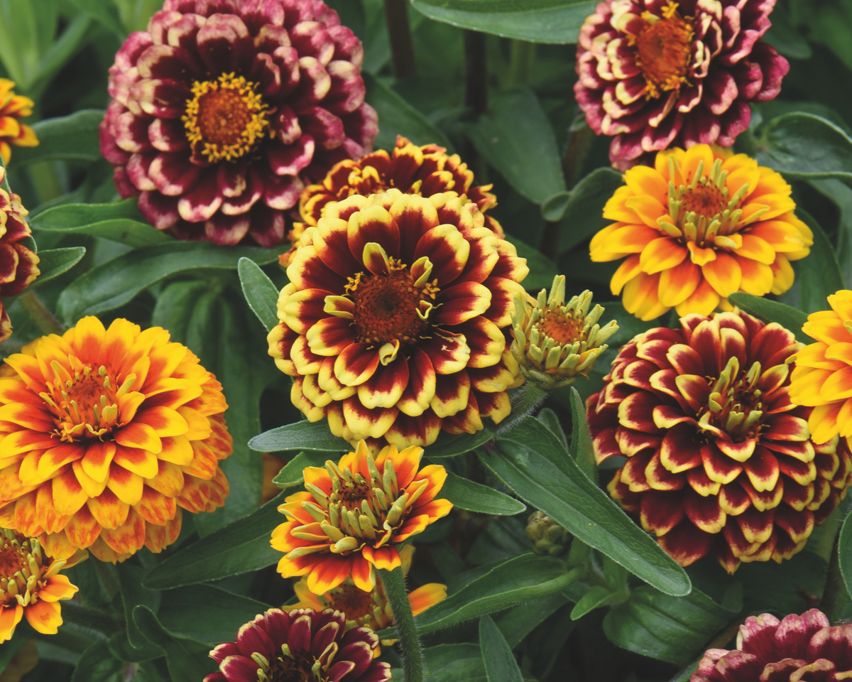 Aztec Sunset Zinnia Seeds