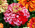Peppermint Stick Zinnia Seeds