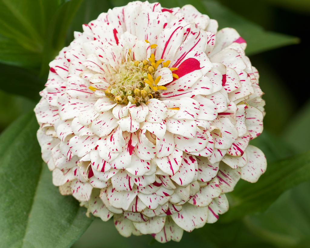Peppermint Stick Zinnia Seeds