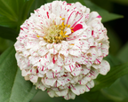 Peppermint Stick Zinnia Seeds