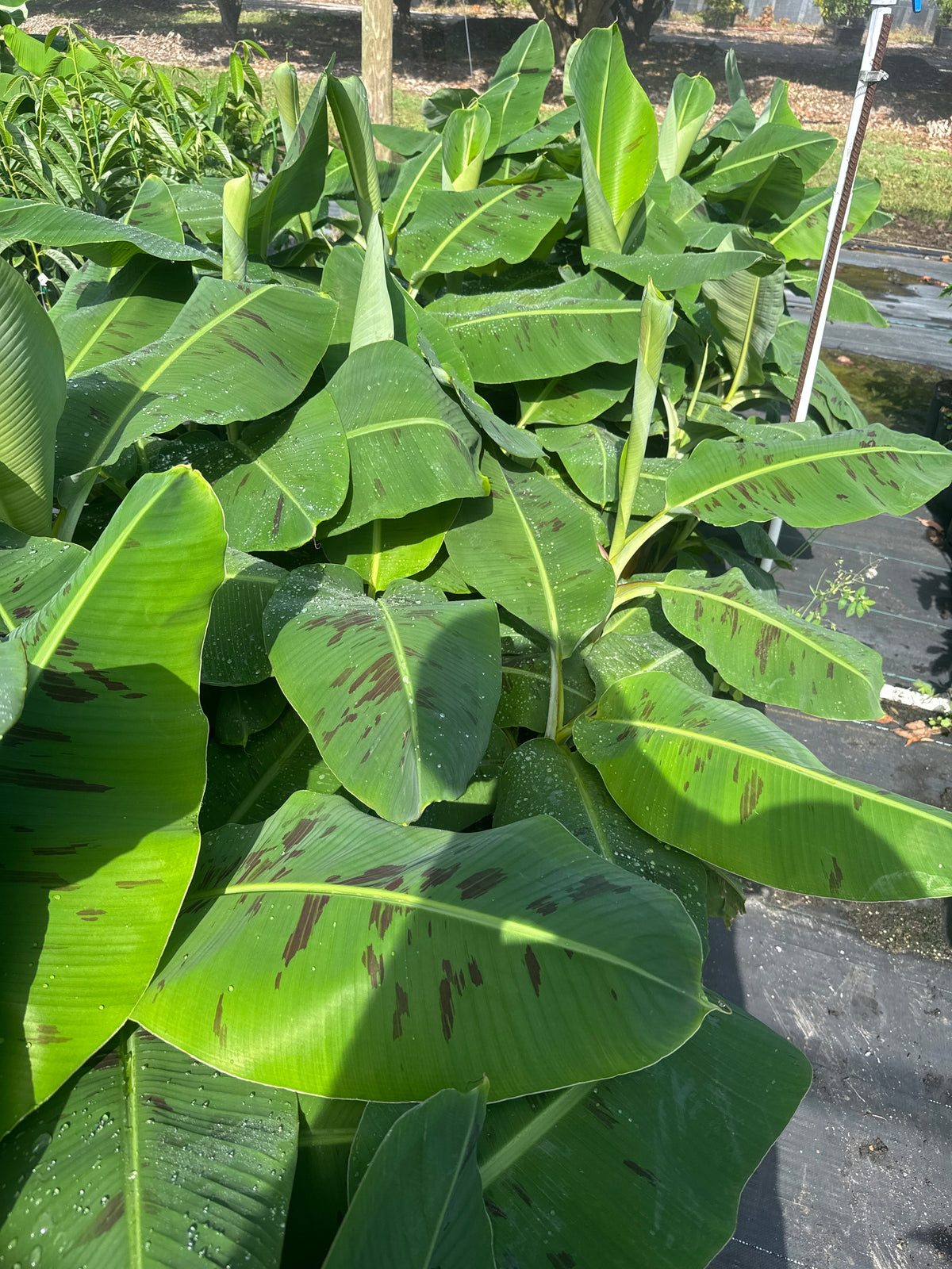 Cavendish Dwarf Banana Plant