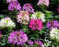 Queen Mix Cleome Seeds