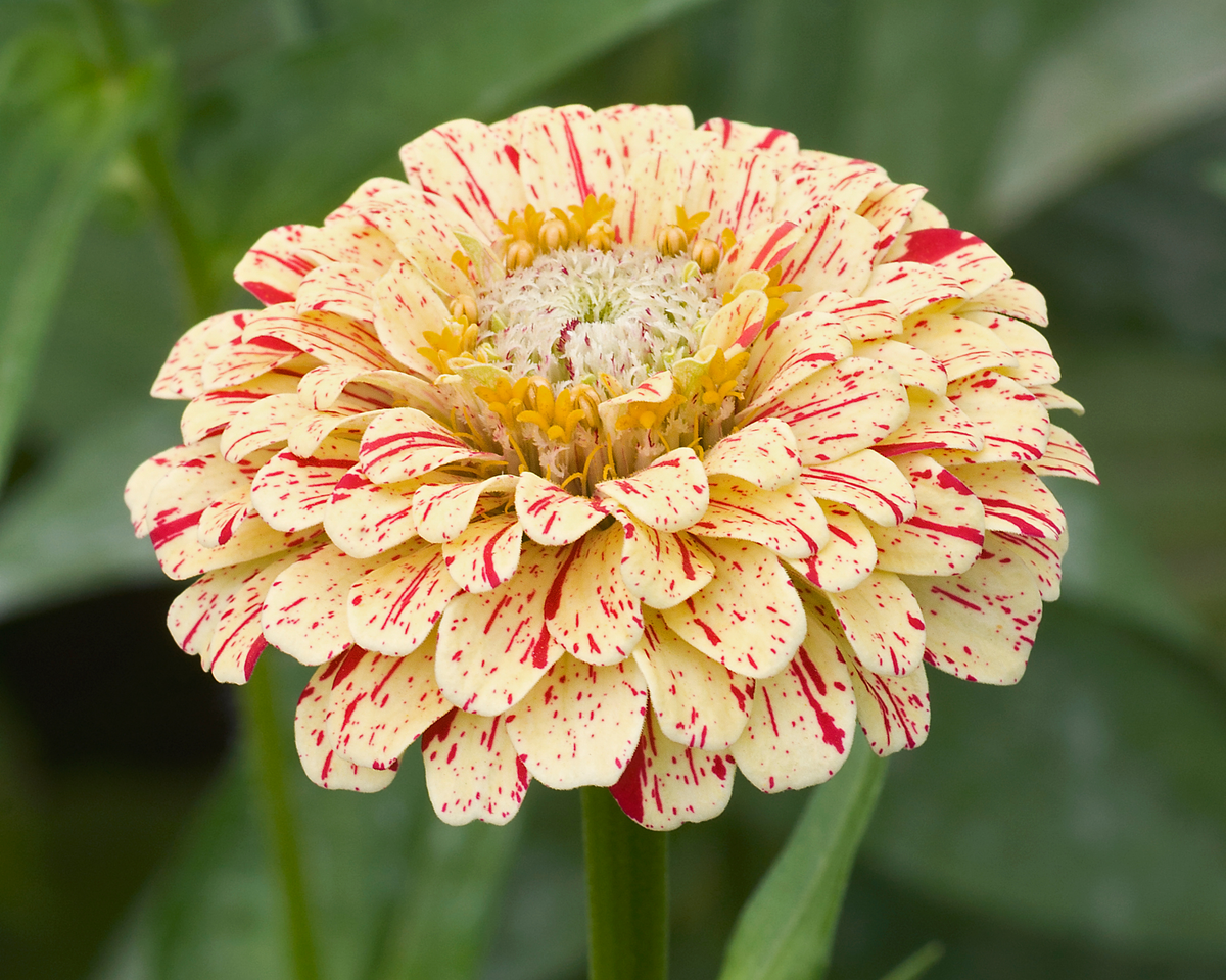 Peppermint Stick Zinnia Seeds