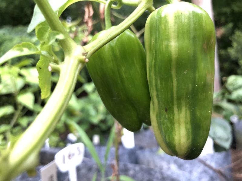 Candy Cane Pepper - Seeds