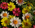 Zahara Raspberry Lemonade Mixed Hybrid Zinnia Seeds