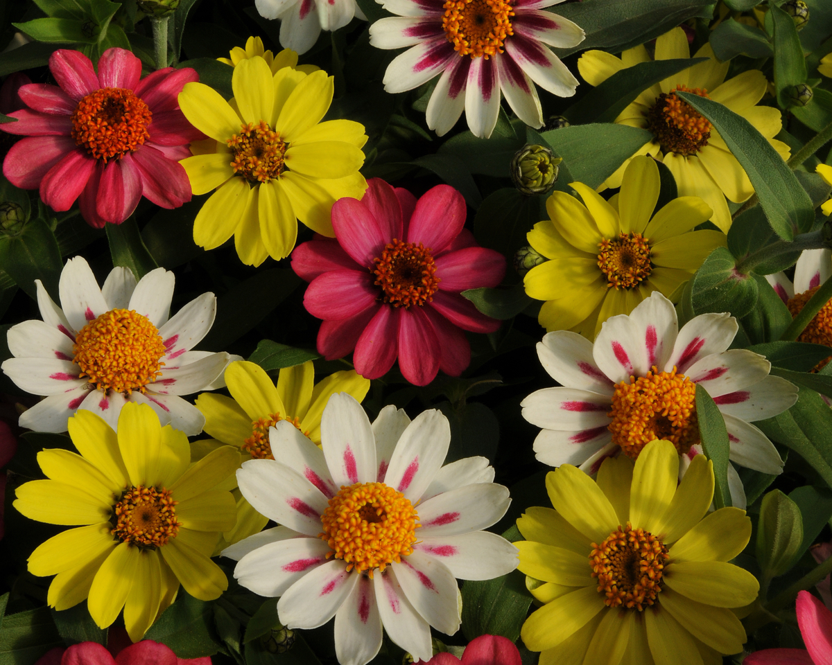 Zahara Raspberry Lemonade Mixed Hybrid Zinnia Seeds