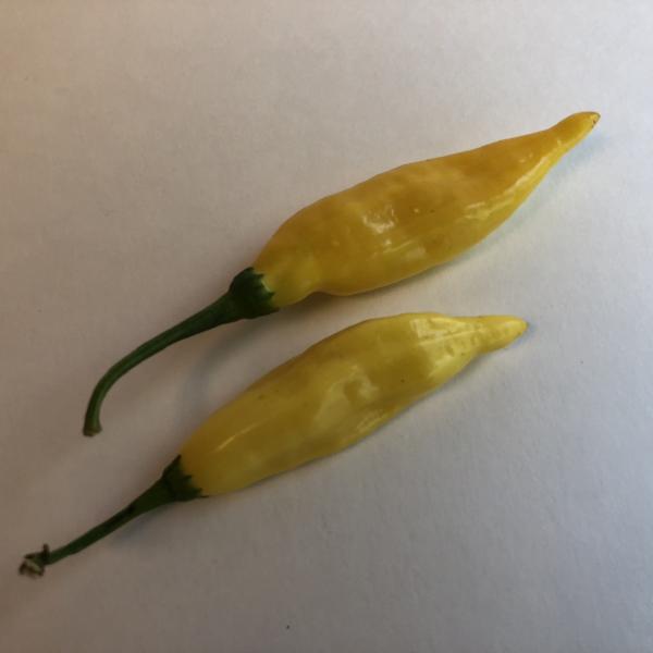 Aji Lemon Drop - Seeds