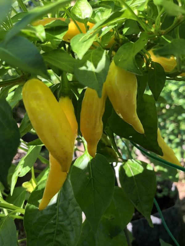 Aji Lemon Drop - Seeds