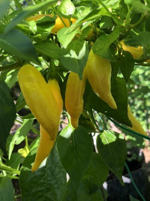 Aji - Pepper Seeds Combo Pack (7 Varieties) - Seeds