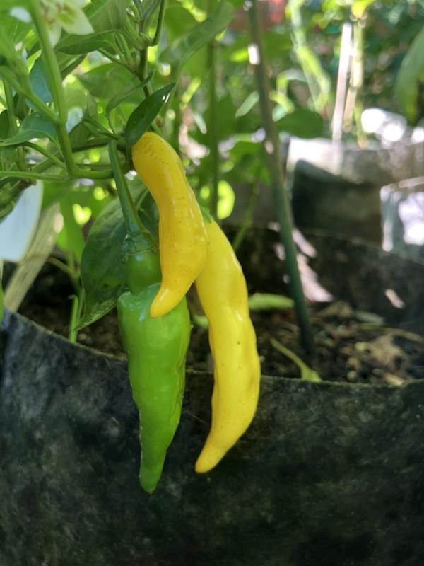 Aji Lemon Drop - Seeds