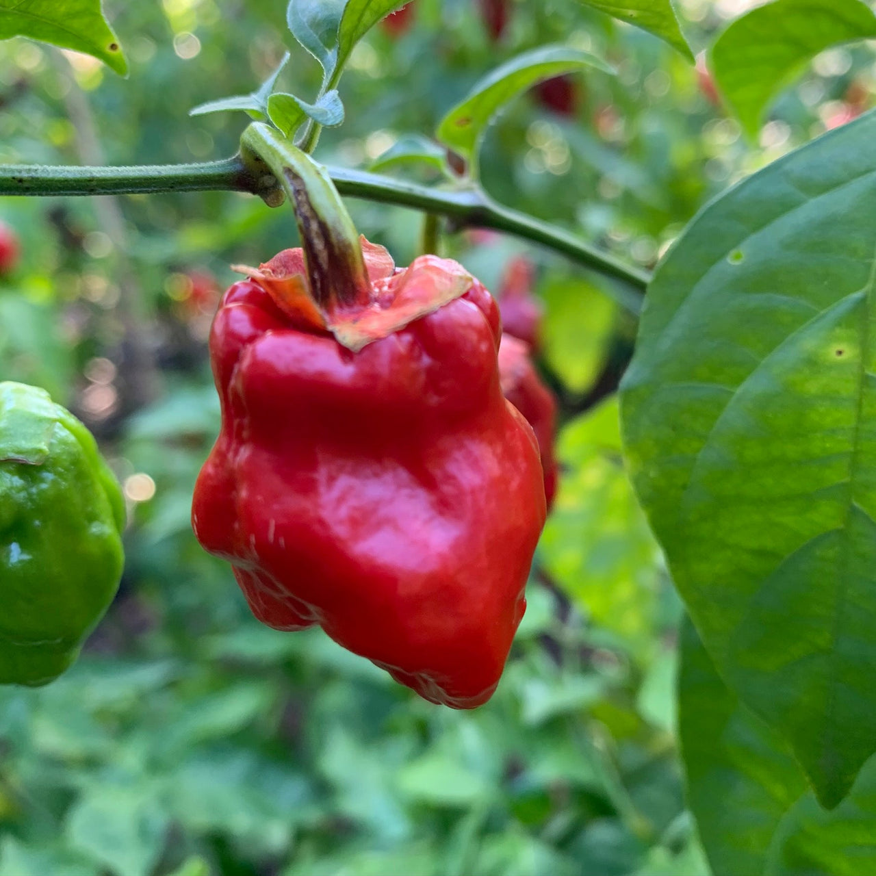 7 Pot Jonah x Congo Red - Seeds