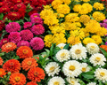 Dreamland Hybrid Mix Zinnia Seeds