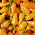 Datil - Seeds