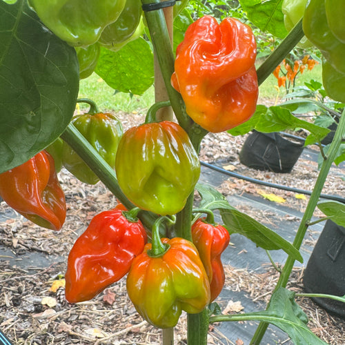Aji Chombo - Seeds