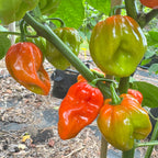 Aji Chombo - Seeds