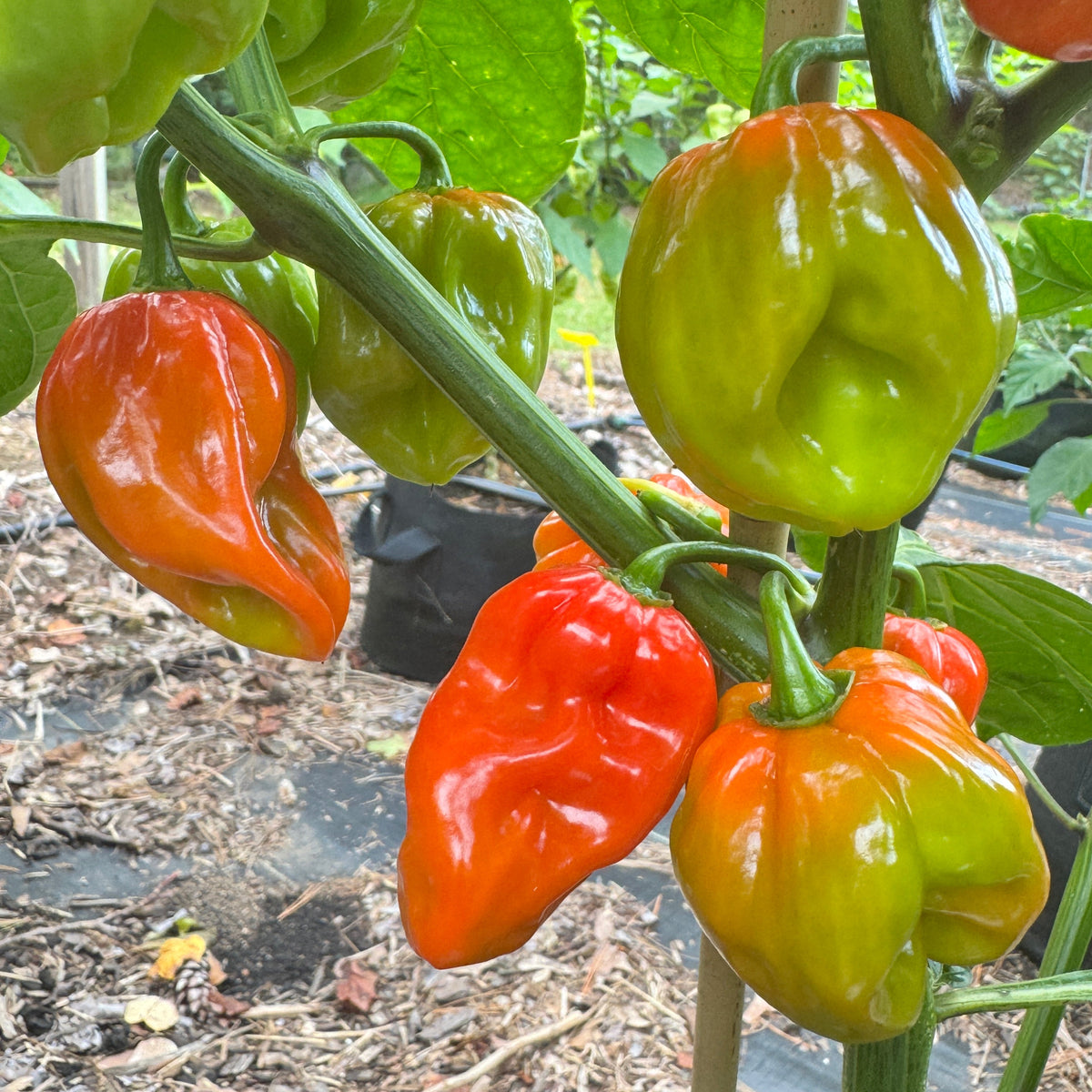Aji Chombo - Seeds