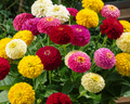 Oklahoma Formula Mix Zinnia Seeds