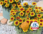Profusion Red Yellow Bicolor Hybrid Zinnia Seeds
