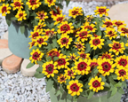 Profusion Red Yellow Bicolor Hybrid Zinnia Seeds