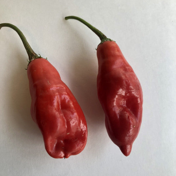 Aji Rojo/ Pucha-Uchu - Seeds