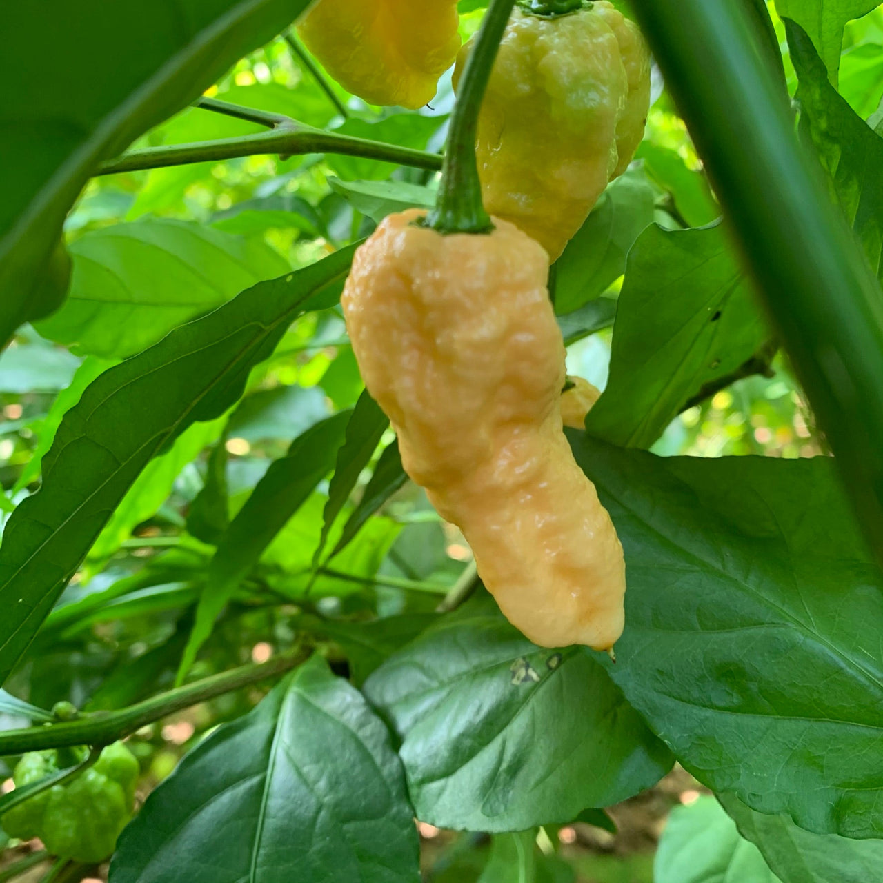 Peach Bhut Jolokia Ghost - Seeds