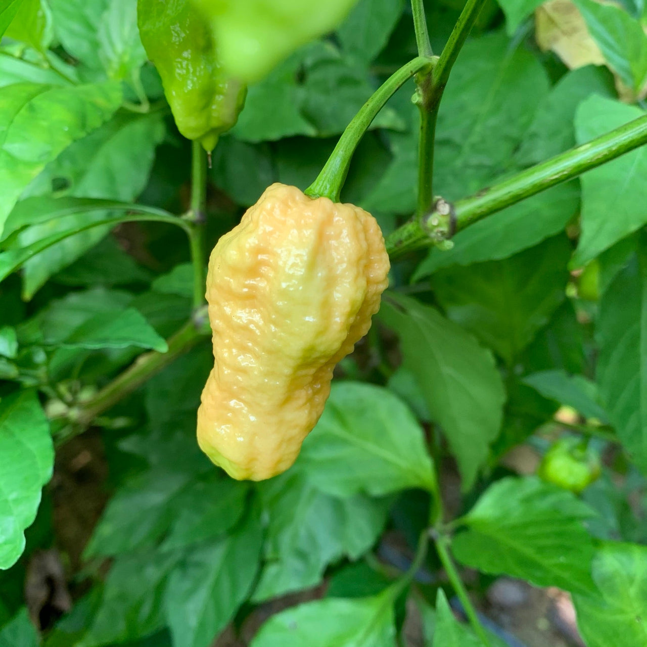 Peach Bhut Jolokia Ghost - Seeds