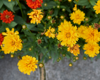 Early Sunrise Coreopsis Seeds