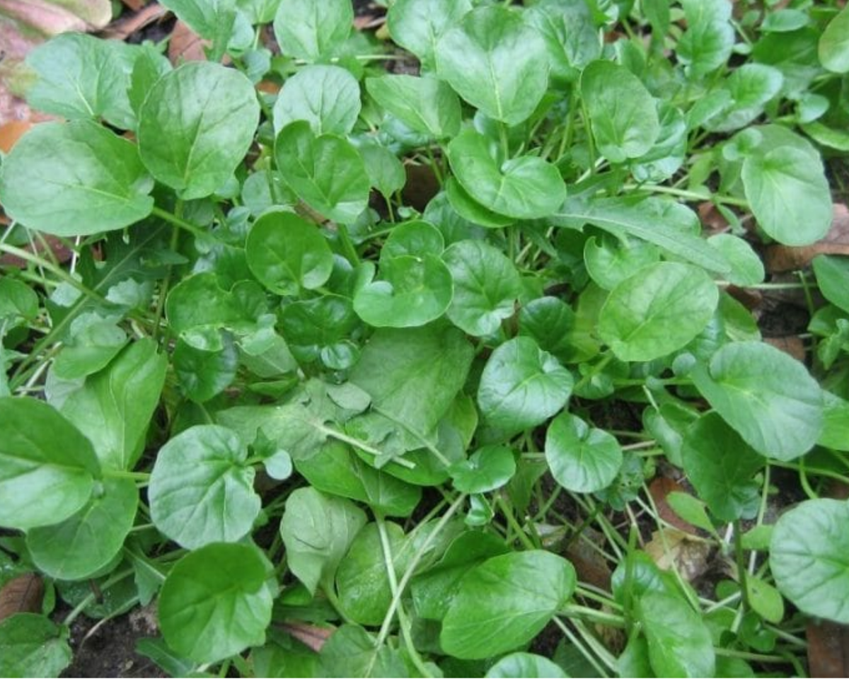 Upland Cress Seeds