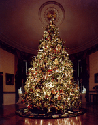 20 FRASER FIR Tree Abies Fraseri Christmas Tree Southern Balsam Fir Native Evergreen Seeds