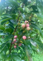 Gin Berry, Ginberry (Glycosmis pentaphylla)