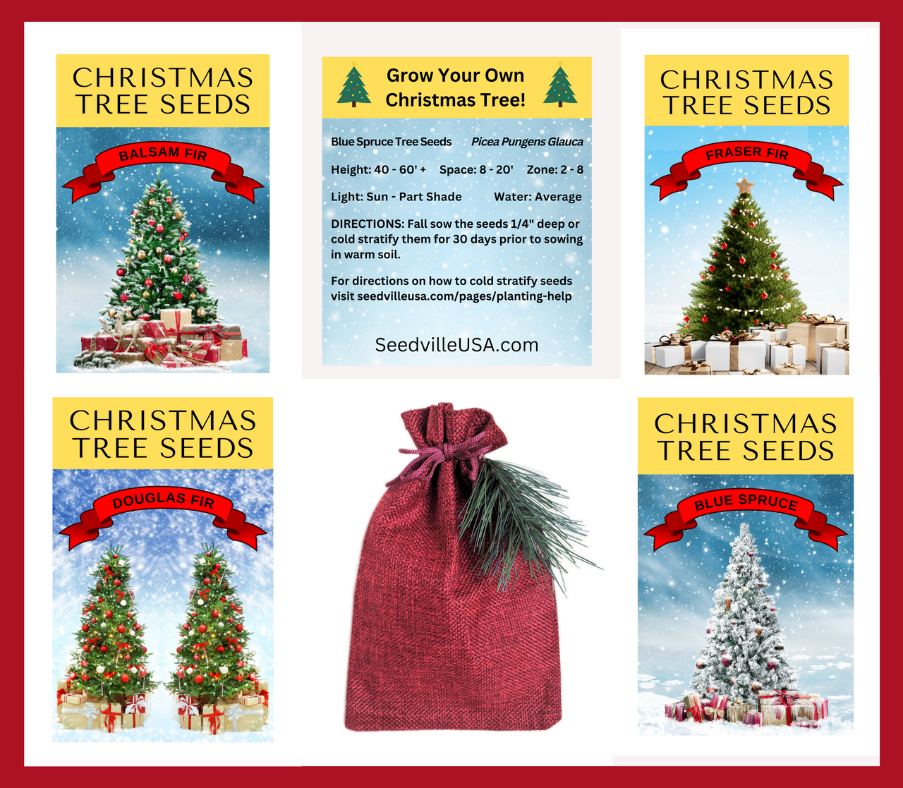 Grow Your Own CHRISTMAS TREE - Colorado Blue Spruce ( Picea Pungens Glauca ) Gift Packet of Tree Seeds