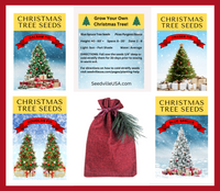 Grow Your Own CHRISTMAS TREE - Colorado Blue Spruce ( Picea Pungens Glauca ) Gift Packet of Tree Seeds