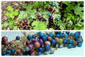 10 Variegated PORCELAIN BERRY VINE Ampelopsis Brevipedunculata Elegans Ampelopsis Glandulosa Amur Peppervine Blue Pink Purple Berries Seeds