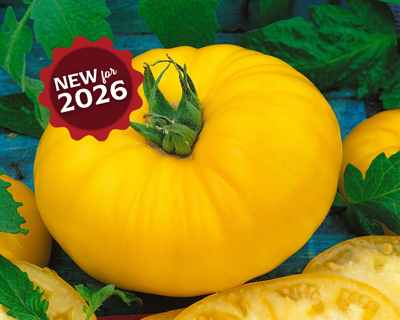 Giant Belgium Yellow Tomato Seeds