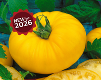 Giant Belgium Yellow Tomato Seeds