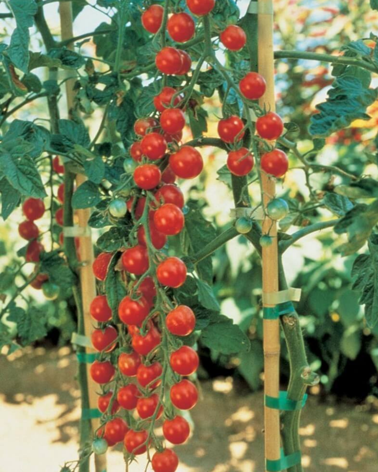 Sweet Million Hybrid Tomato Seeds