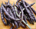 Royal Burgundy Bean