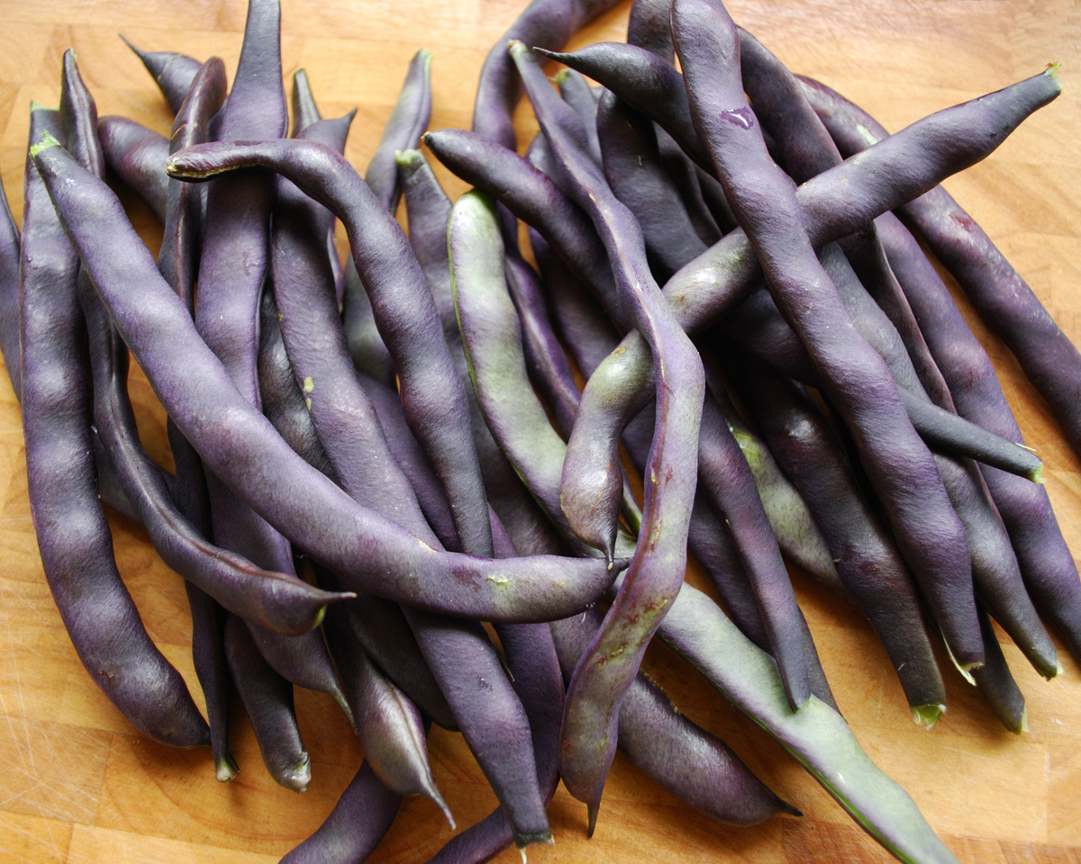 Royal Burgundy Bean