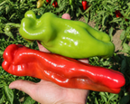 Giant Marconi Hybrid Pepper Seeds