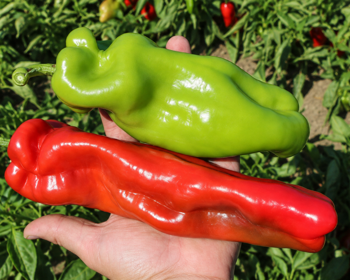 Giant Marconi Hybrid Pepper Seeds