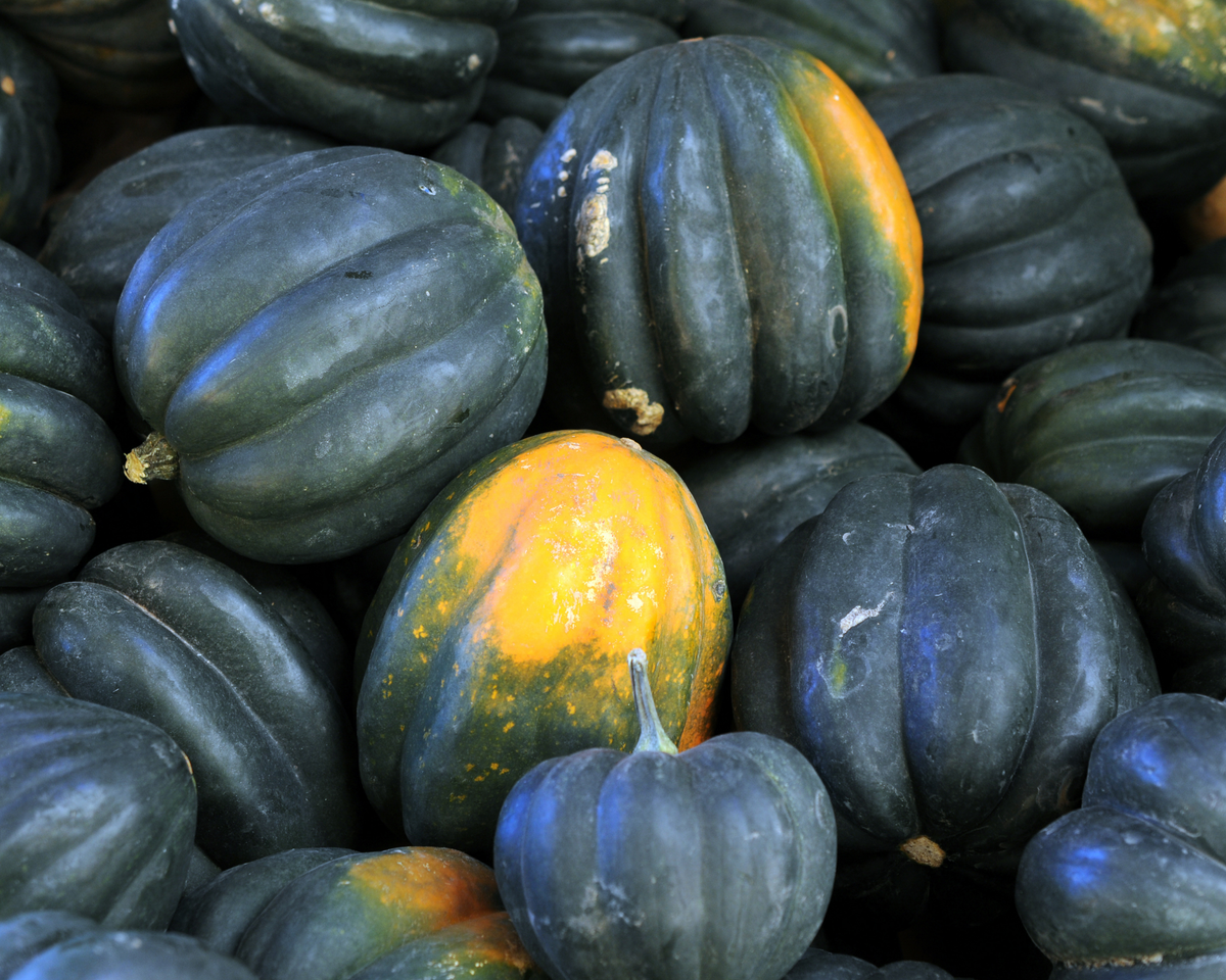 Acorn or Table Queen Winter Squash Seeds