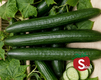 English Sweet Long Slim Hybrid Cucumber Seeds