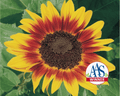 Ring of Fire Sunflower Seeds