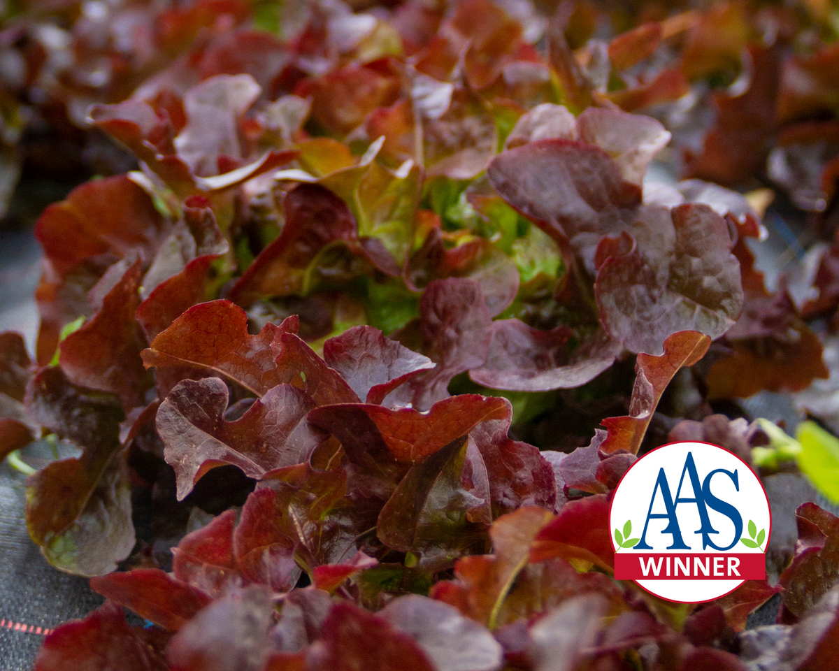 Red Sails Lettuce Seeds