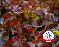 Red Sails Lettuce Seeds