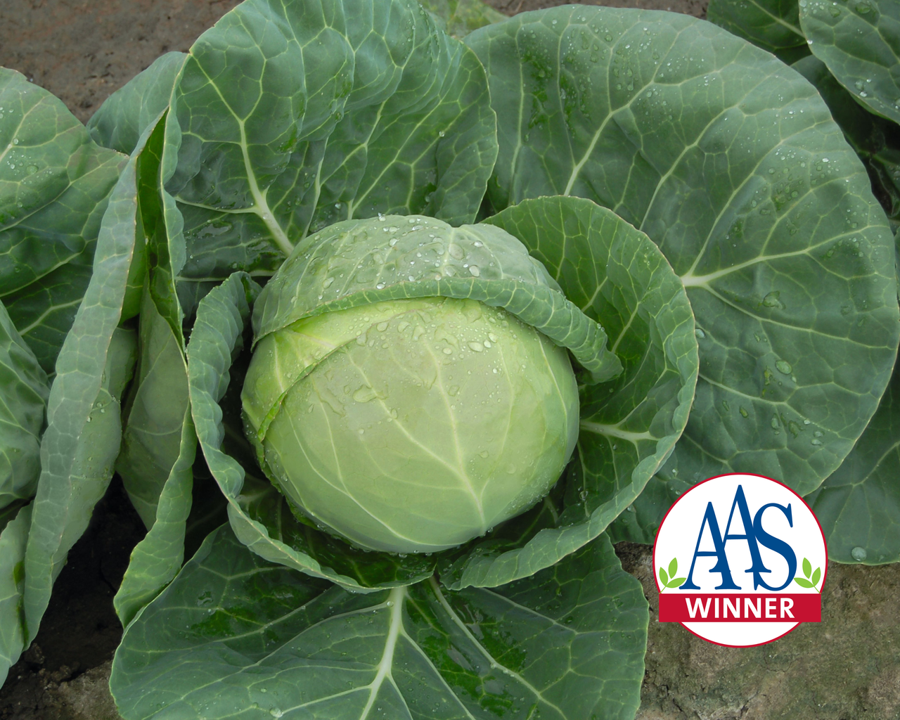 Katarina Hybrid Cabbage Seeds