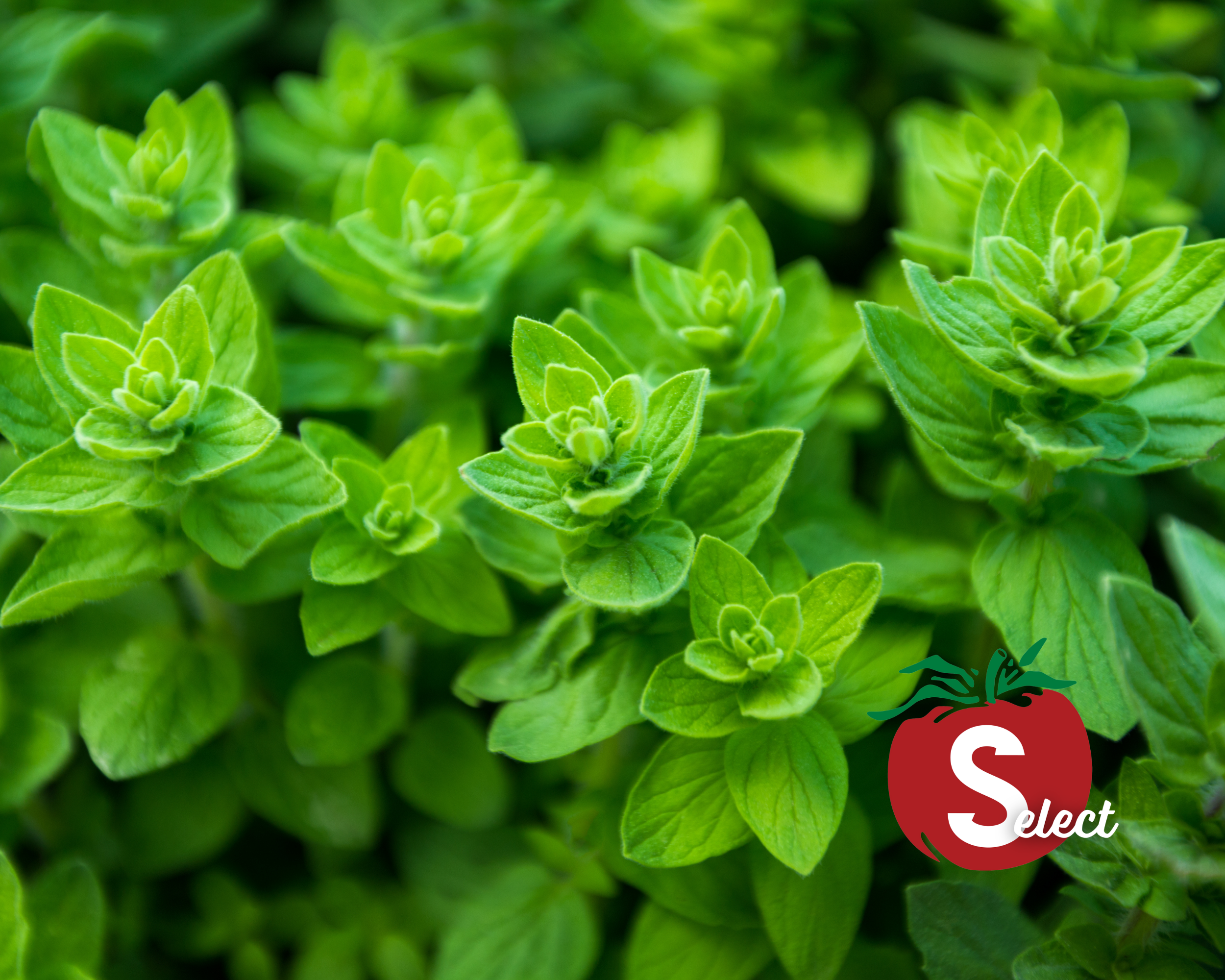 Oregano Seeds, Greek