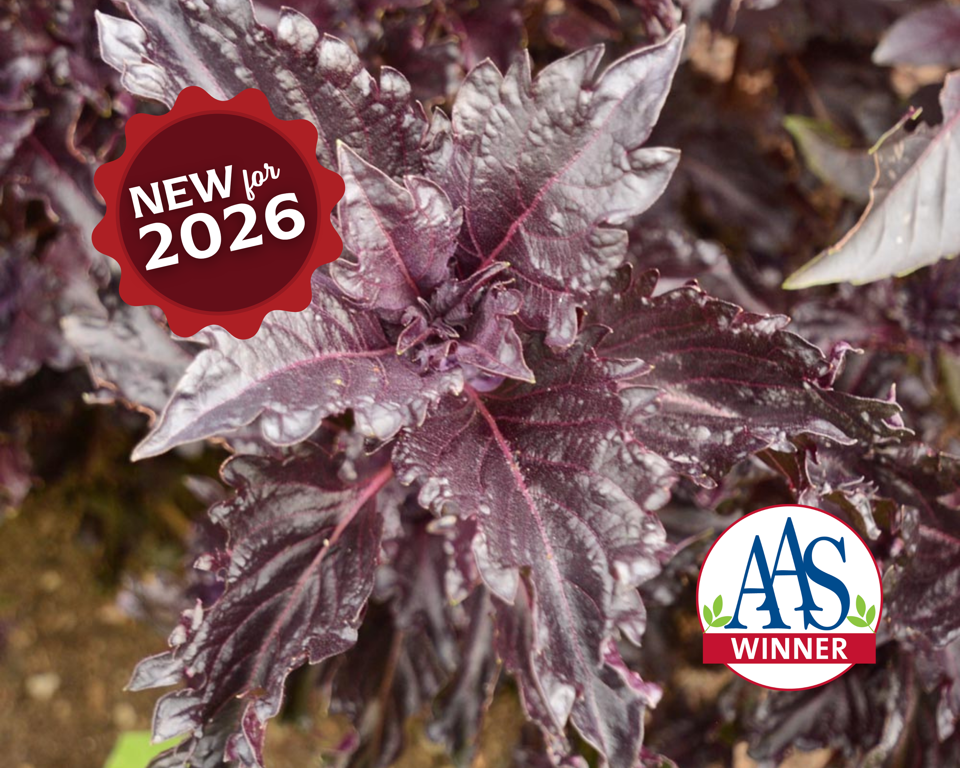 Purple Ruffles Basil Seeds