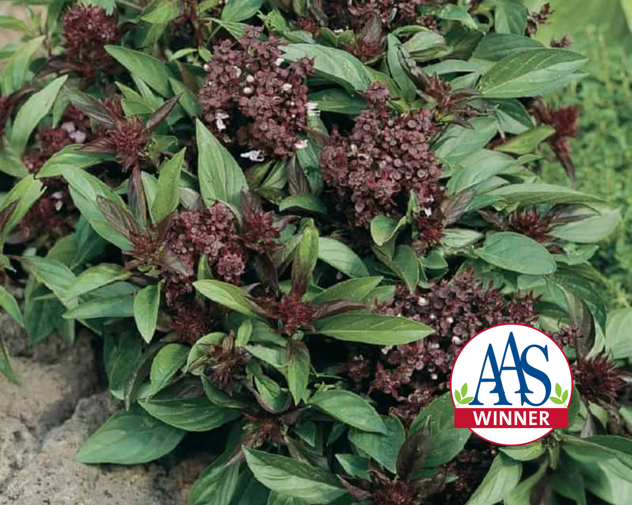 Thai 'Siam Queen' Basil Seeds